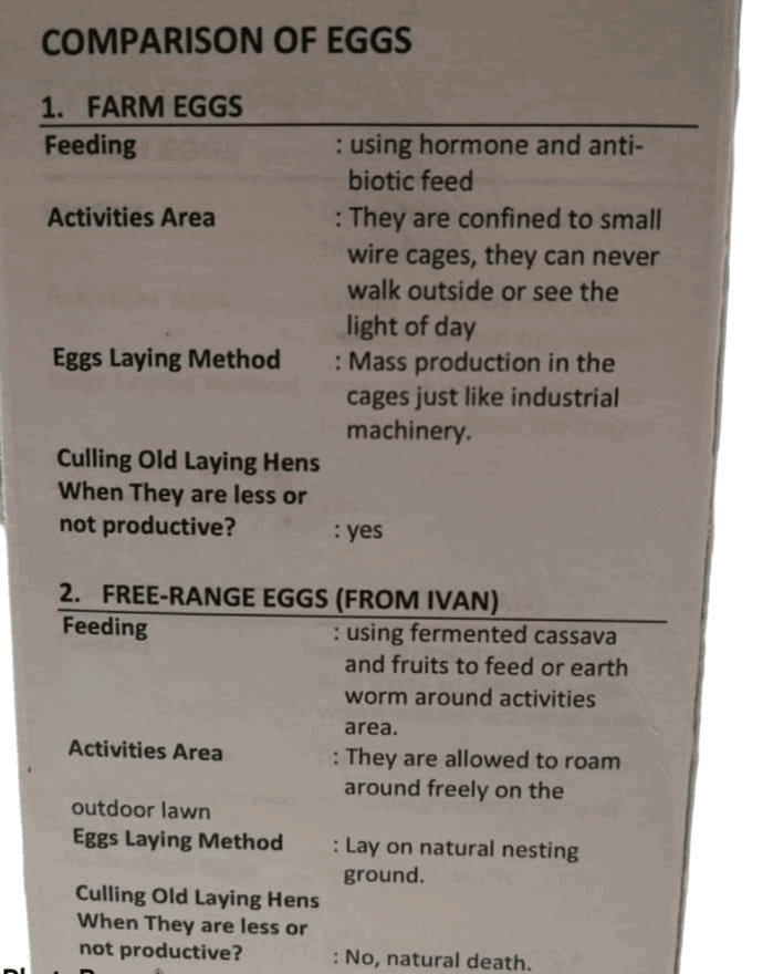 12pc Kampung Harvest Eggs (Grade A) - Image 3