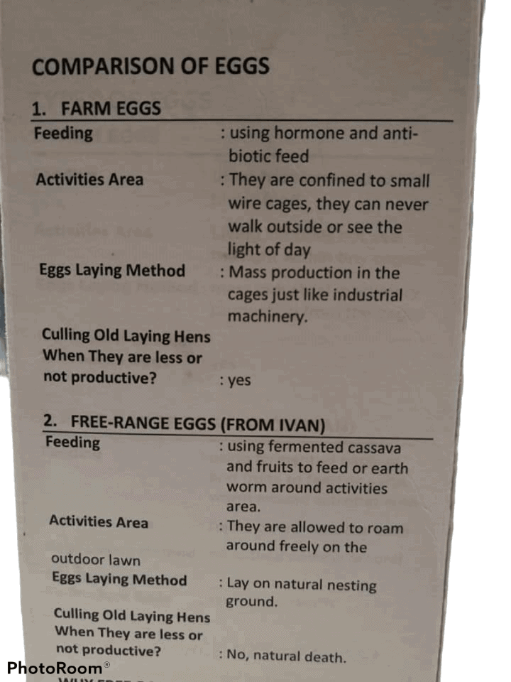 30pc Kampung Harvest Eggs (Grade A) - Image 3